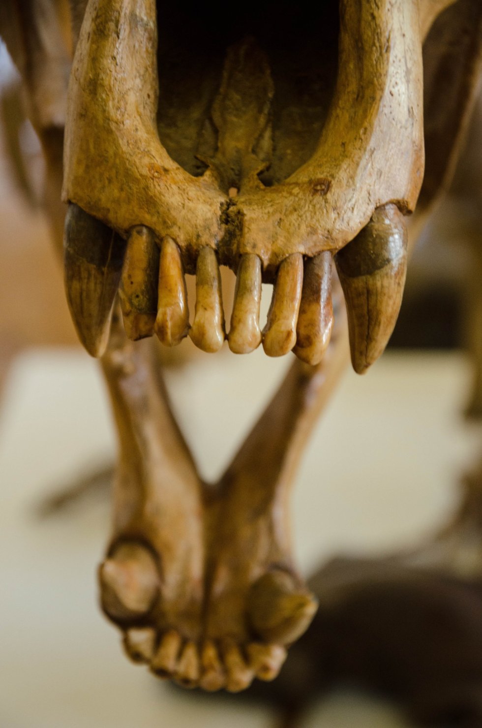 История коллекции История коллекции