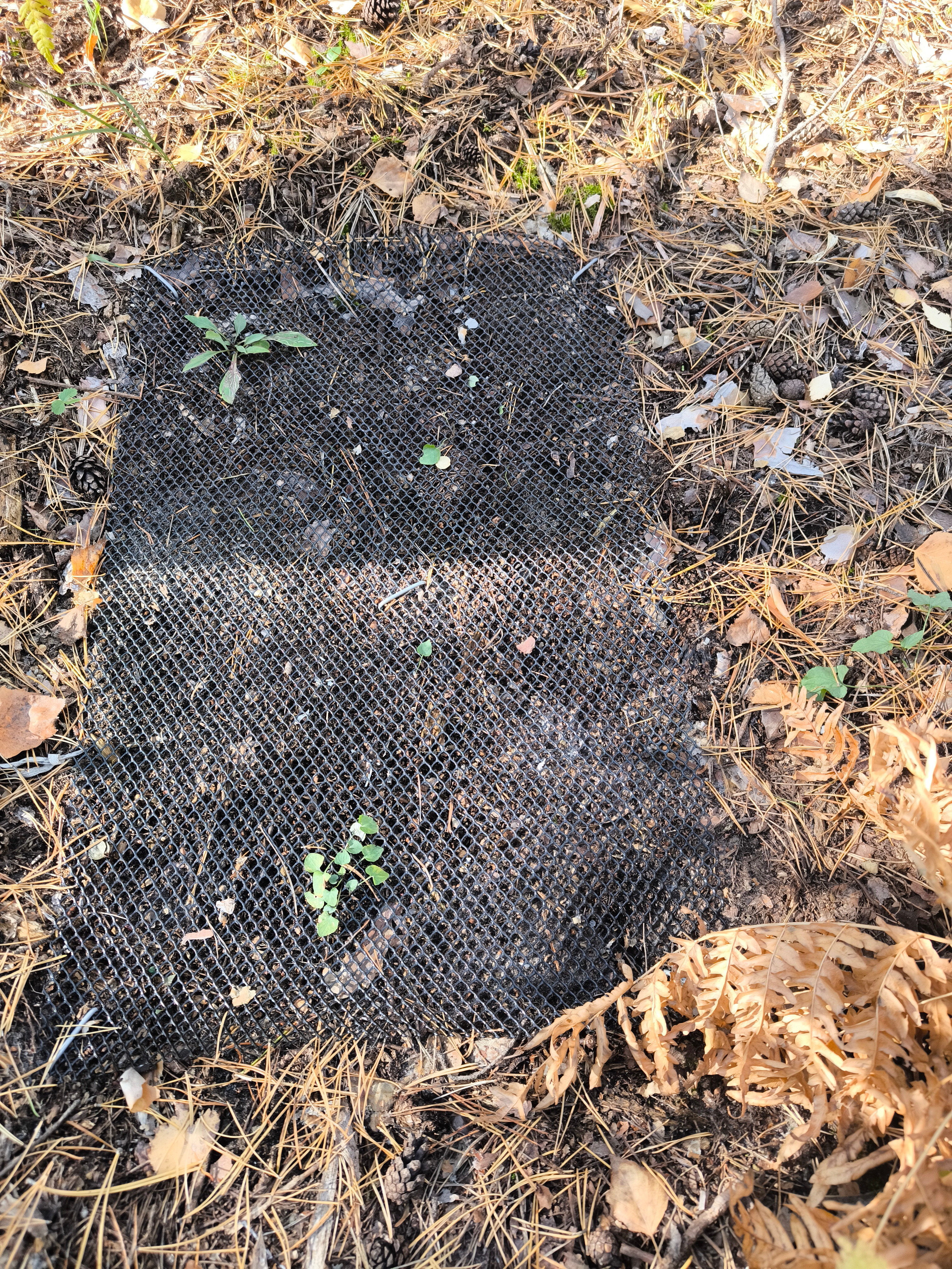 Оценка запасов углерода в мортмассе Оценка запасов углерода в мортмассе