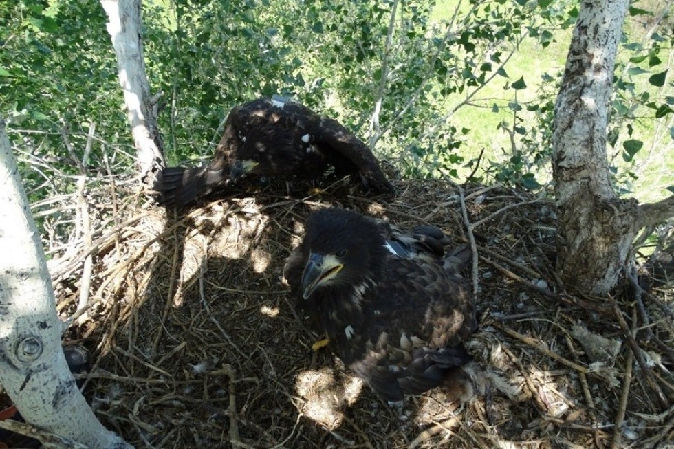 '������� ����������': ��� ������ ������� ����������