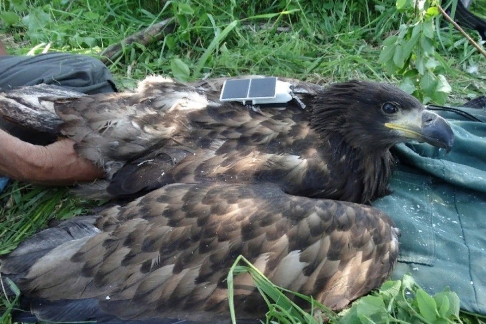 Green Energy: how to save the eagles of Tatarstan ,Yelabuga Institute