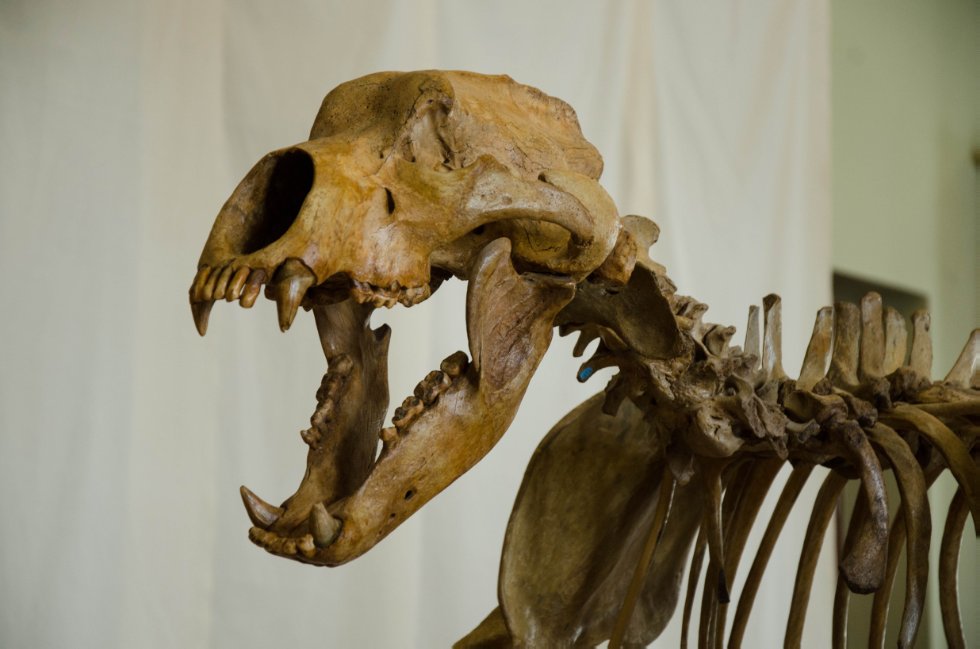 Collections History Collections History