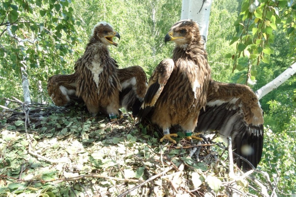 Scientist of Yelabuga Institute of KFU investigates birds from Tatarstan to Dagestan