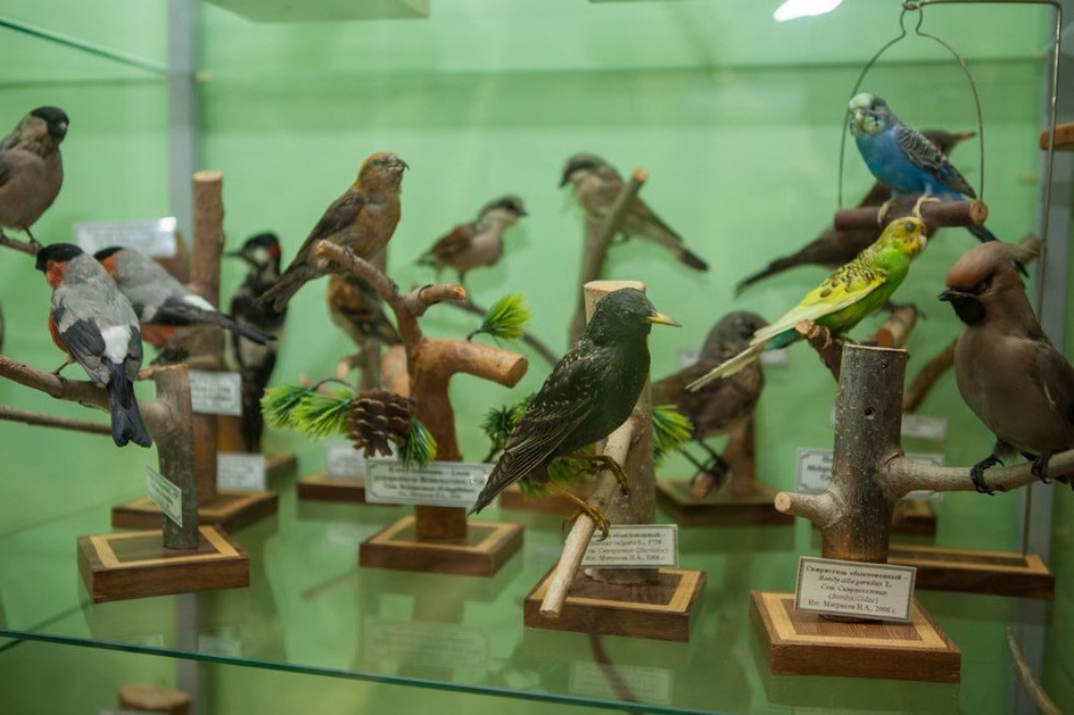 The museum complex of Elabuga institute of KFU was replenished with a zoological exposition The museum complex of Elabuga institute of KFU was replenished with a zoological exposition