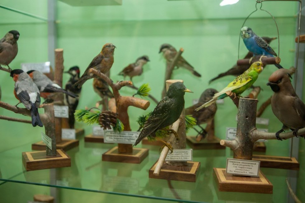 The museum complex of Elabuga institute of KFU was replenished with a zoological exposition