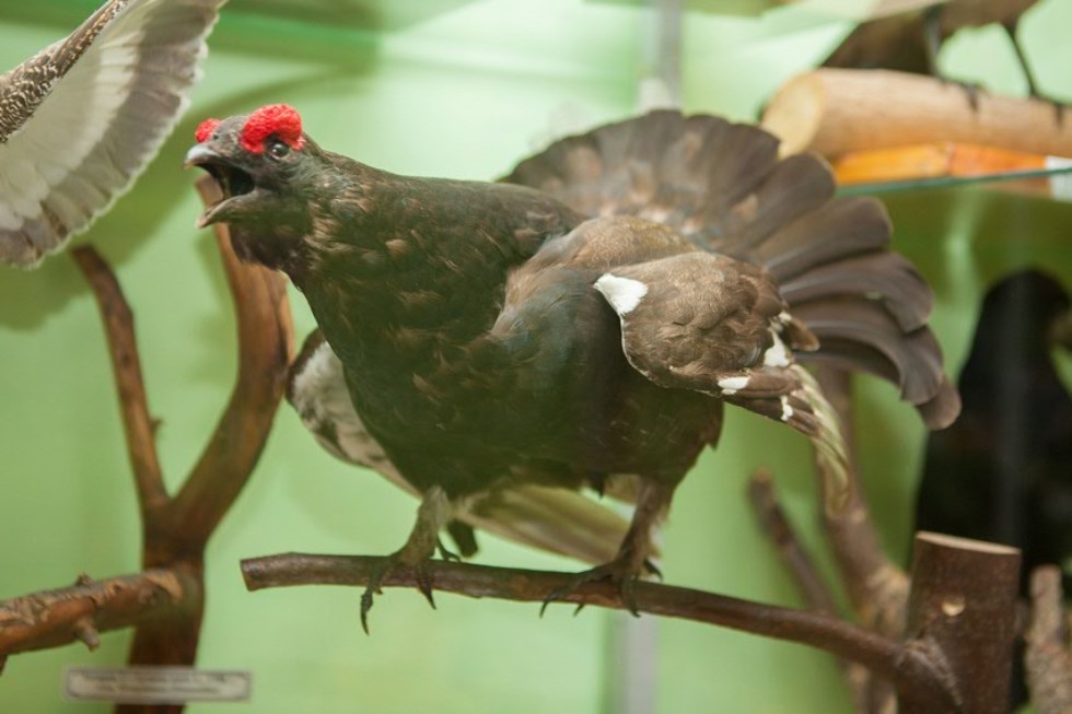 The museum complex of Elabuga institute of KFU was replenished with a zoological exposition