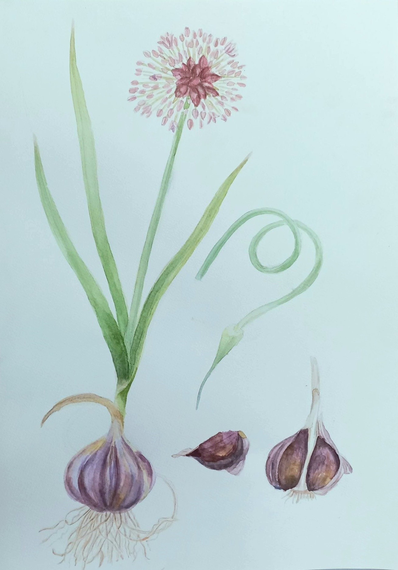 Итоги 1-го отборочного тура V-го республиканского конкурса детского рисунка в стиле ботанической живописи 'Калипсо' Итоги 1-го отборочного тура V-го республиканского конкурса детского рисунка в стиле ботанической живописи 'Калипсо'