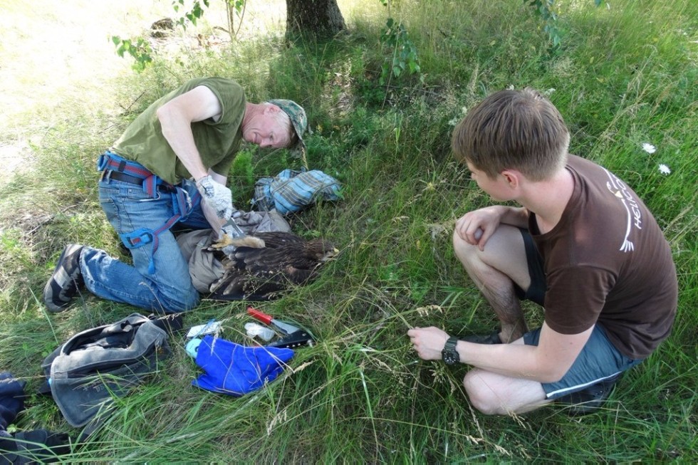 Scientist of Yelabuga Institute of KFU investigates birds from Tatarstan to Dagestan