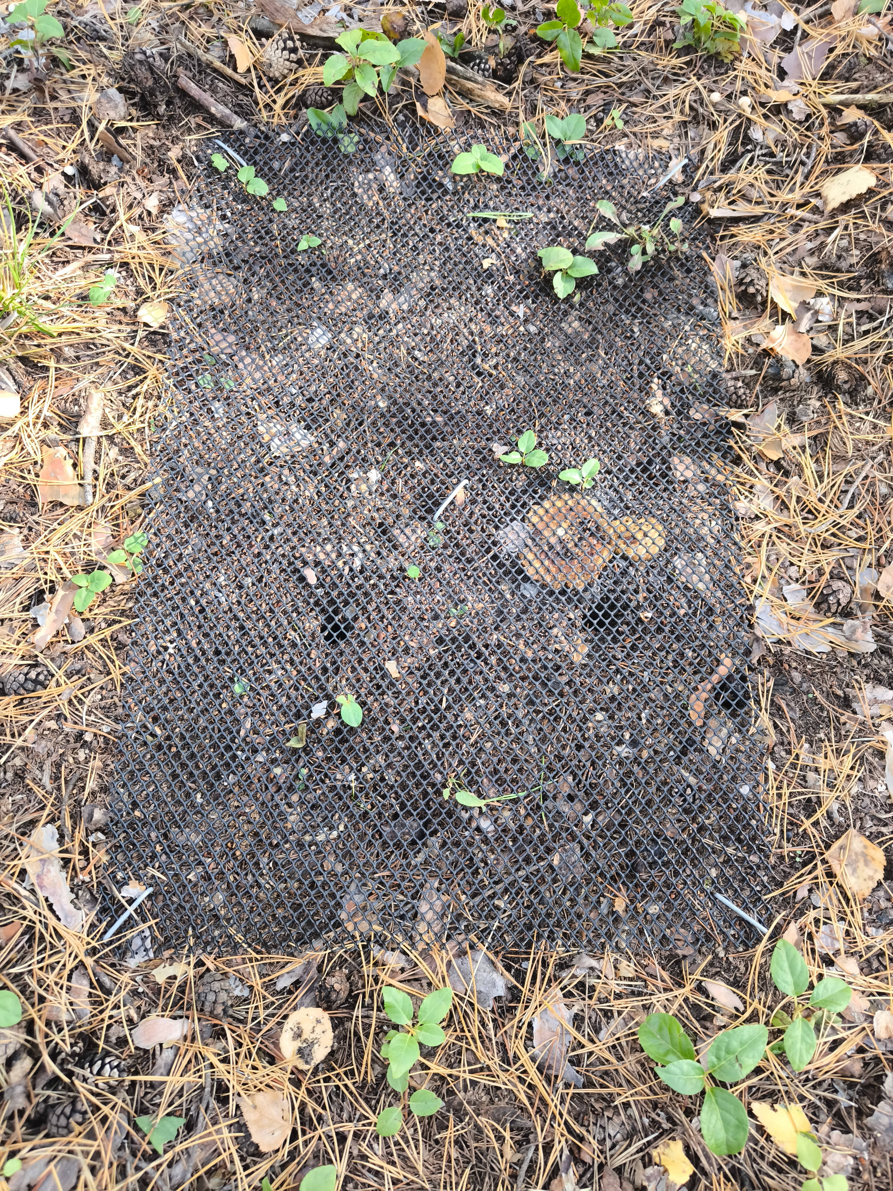 Оценка запасов углерода в мортмассе Оценка запасов углерода в мортмассе