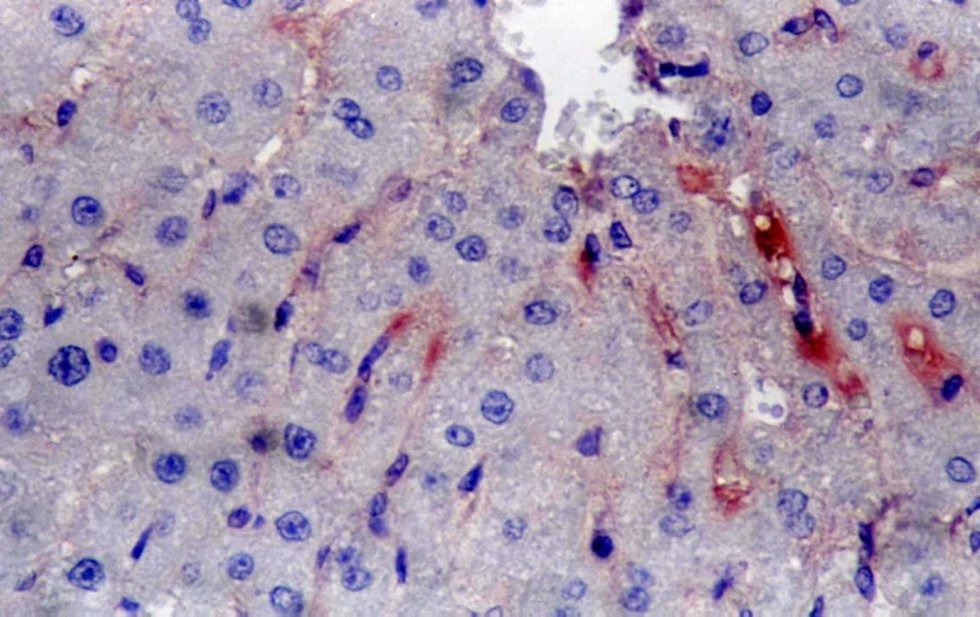 The center of biomedical microscopy The center of biomedical microscopy