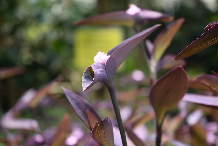 Botanical Garden is brought back to life