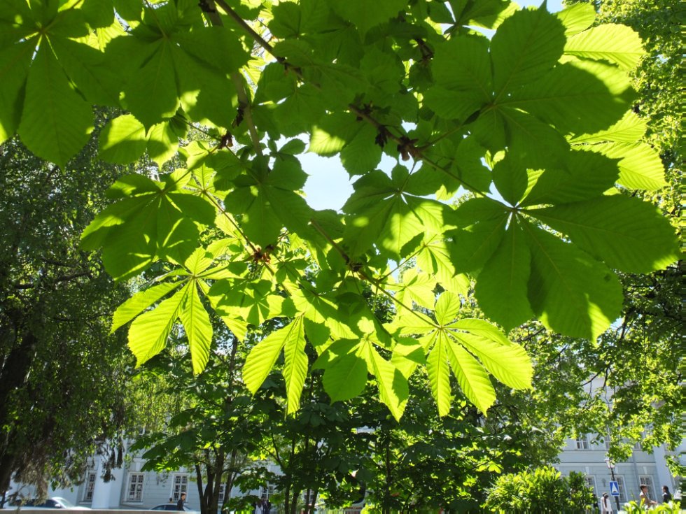 ������ ����. ���������� � �� �����������