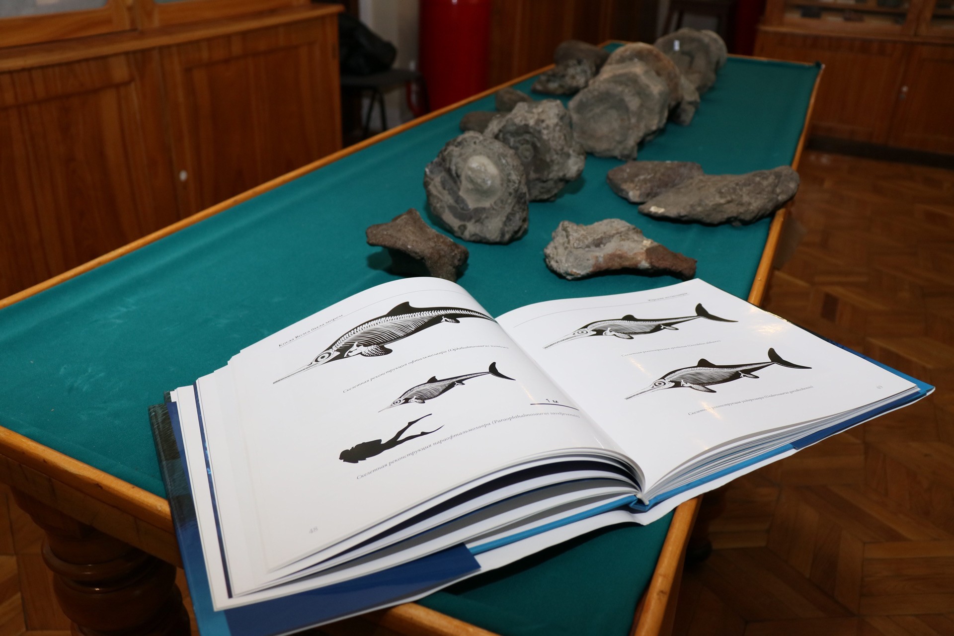 Fossils of ichthyosaur species gifted to Kazan University's Geological Museum Fossils of ichthyosaur species gifted to Kazan University's Geological Museum