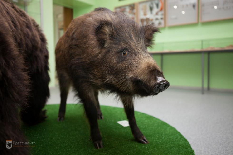 The museum complex of Elabuga institute of KFU was replenished with a zoological exposition The museum complex of Elabuga institute of KFU was replenished with a zoological exposition