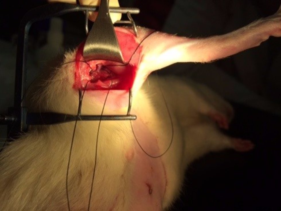 ������� �������