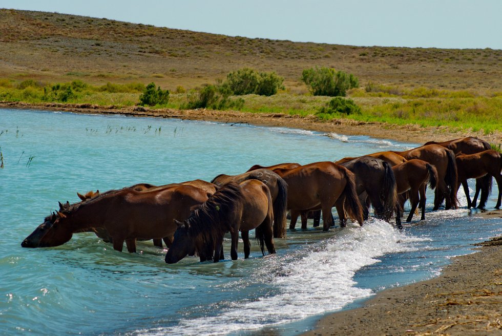 ����� ������