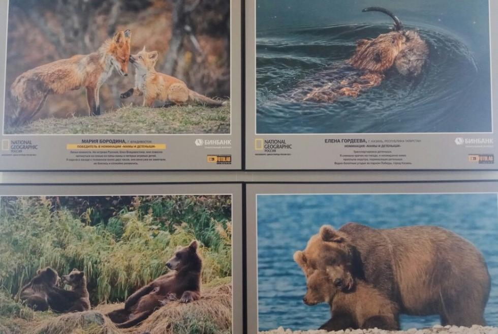 Познавая дикую природу России... Познавая дикую природу России...