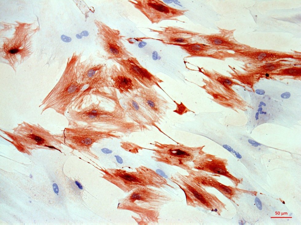 The center of biomedical microscopy The center of biomedical microscopy