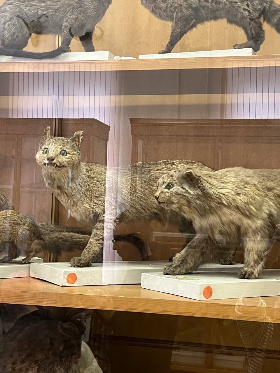 � ������ � �.�. ���������