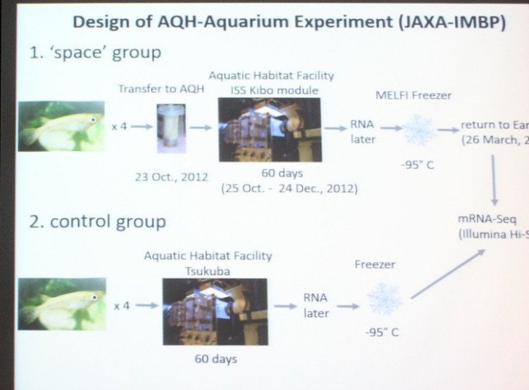 KFU researcher reported on fish transcriptomics at COSPAR ,AquaticHabitat (AQH), COSPAR Scientific Assembly, Olga Kozlova, Extreme Environments and Adaptations Lab, Genetic, Epigenetic and Metabolic Changes in Spaceflight and Simulated Spaceflight Environment, ISS,