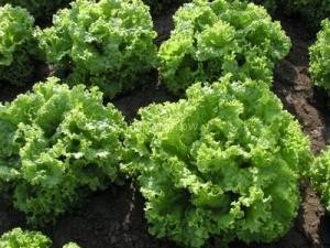 Живые растения в космосе - миф или реальность? Живые растения в космосе - миф или реальность?