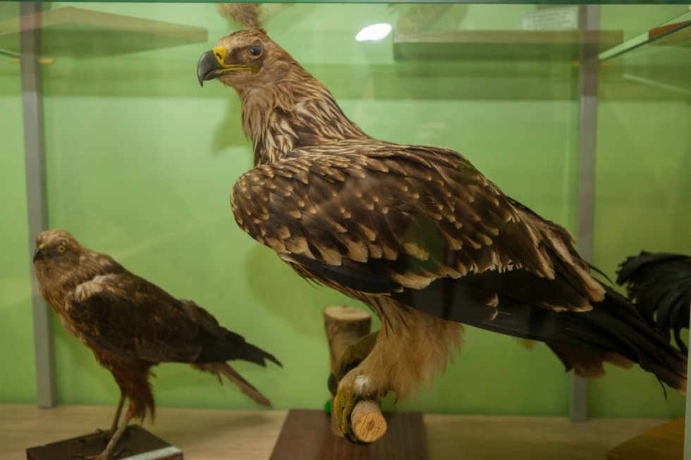 The museum complex of Elabuga institute of KFU was replenished with a zoological exposition ,Elabuga Institute