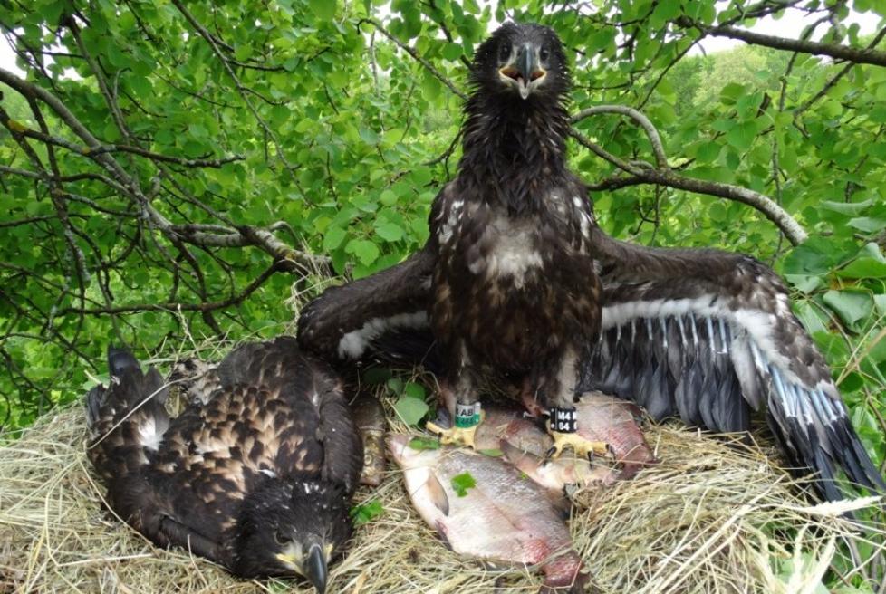 ������ ����������� ��������� ��� ��������� �������� �� ���������� �� ���������