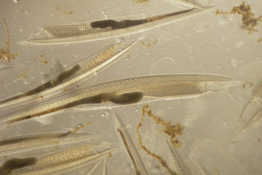 �������� ��������� ��������������� �������� � �������� ��� ������� ����� ������� ����� 'Monbukagakusho: Mext' ������������� ������