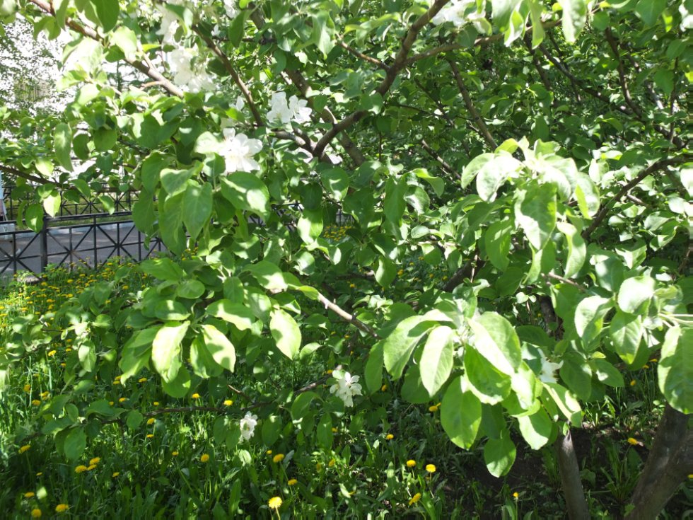 ������ ����. ���������� � �� �����������