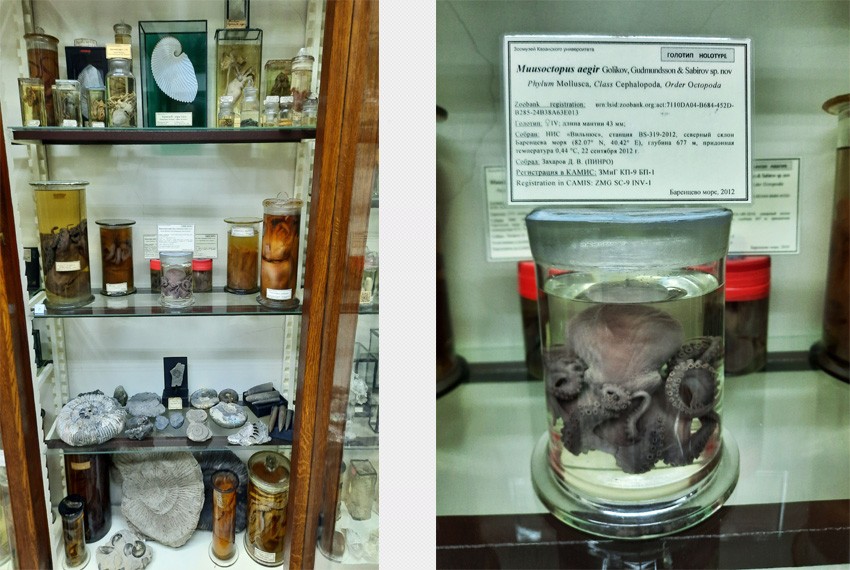 Голотип и паратипы нового вида осьминога в экспозиции зоомузея КФУ Новый вид арктического осьминогаоткрыт зоологами КФУ