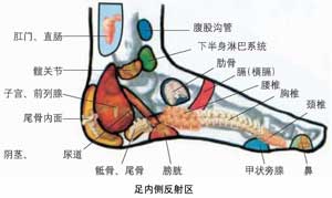   足部反射图