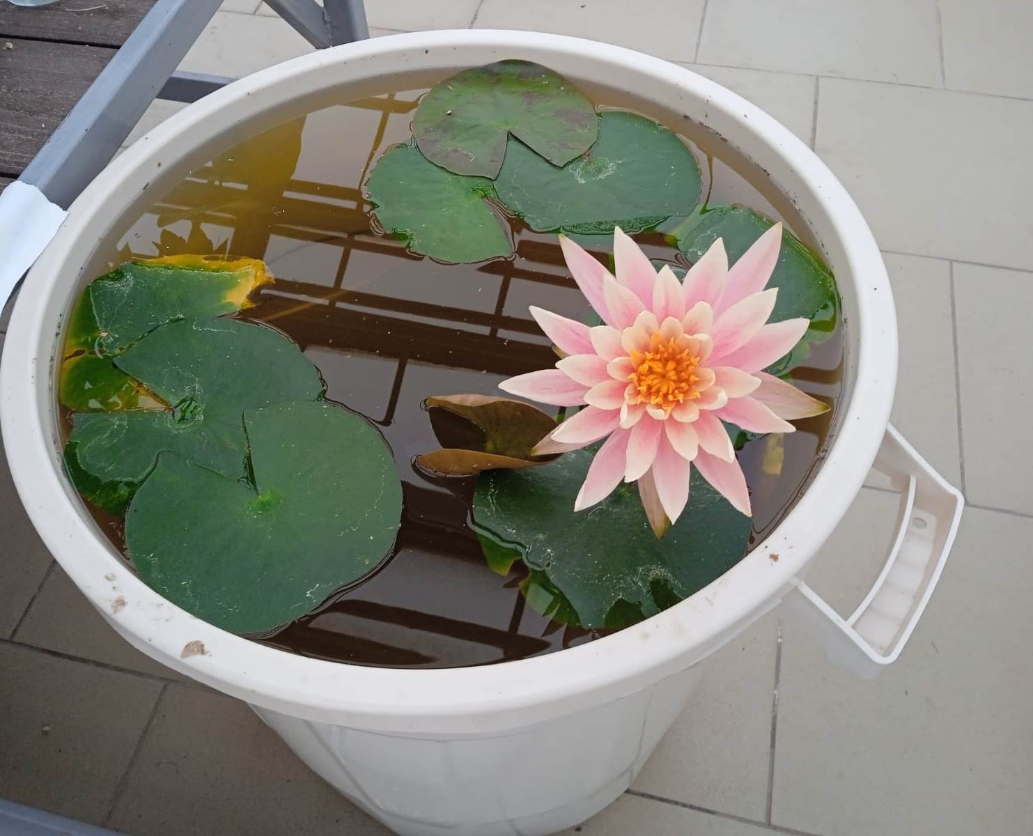 В теплице 'Университетской' школы Елабужского института КФУ вновь цветут нимфеи В теплице 'Университетской' школы Елабужского института КФУ вновь цветут нимфеи