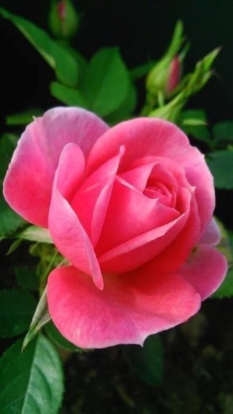 ������ - �����, ������� �� ��� ��������