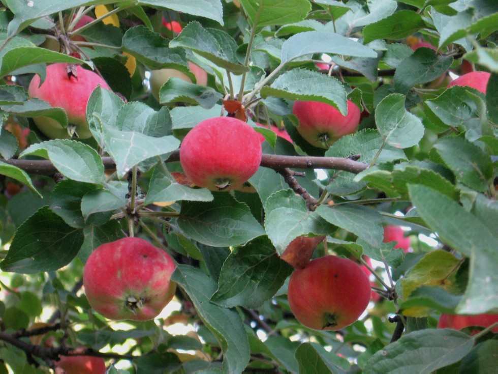 ���������� ��������