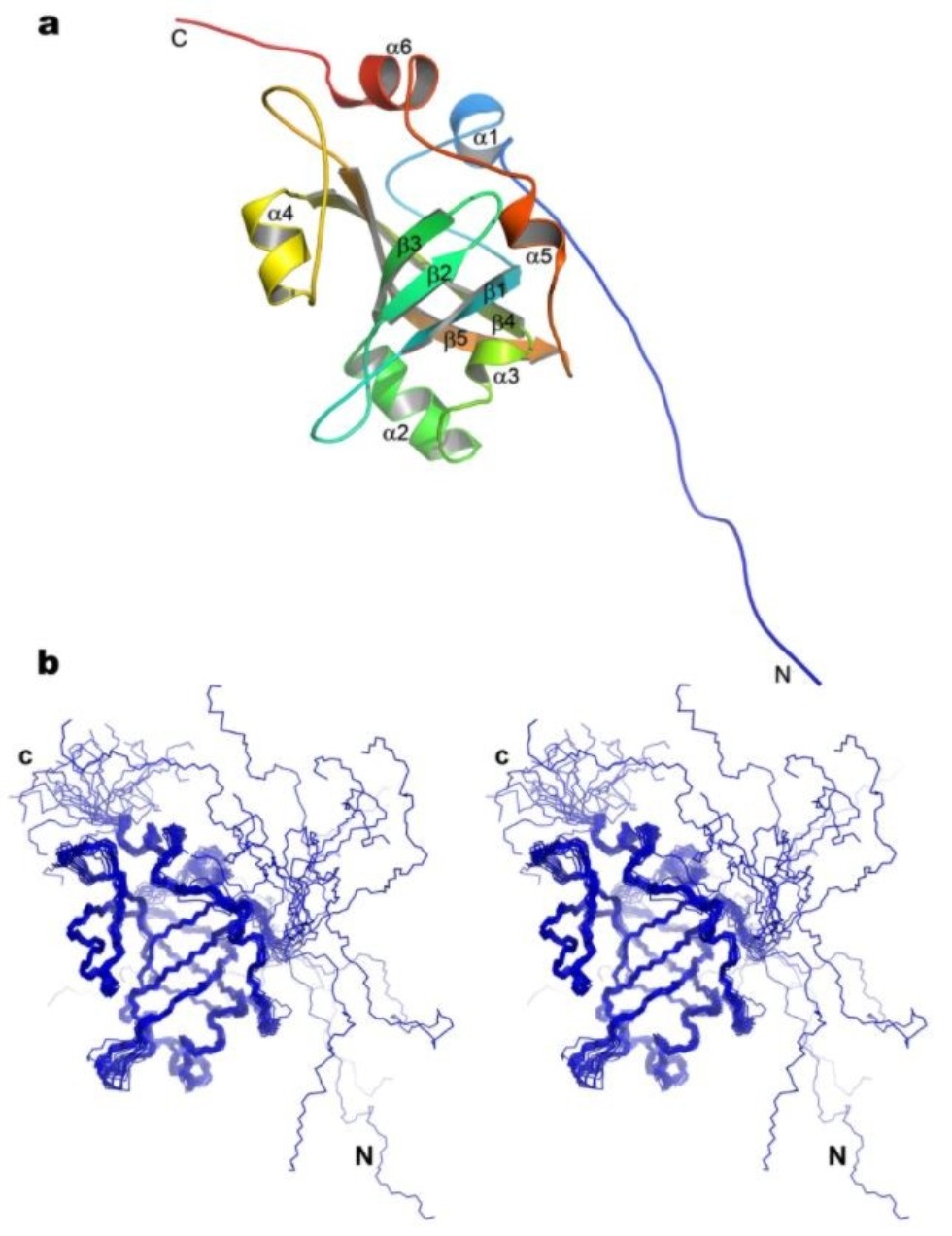 Structure of 'immortality protein' now better understood ,IP, telomerase, NMR
