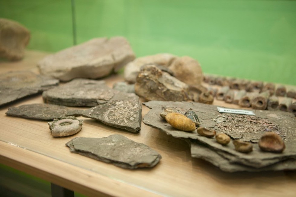 The museum complex of Elabuga institute of KFU was replenished with a zoological exposition The museum complex of Elabuga institute of KFU was replenished with a zoological exposition