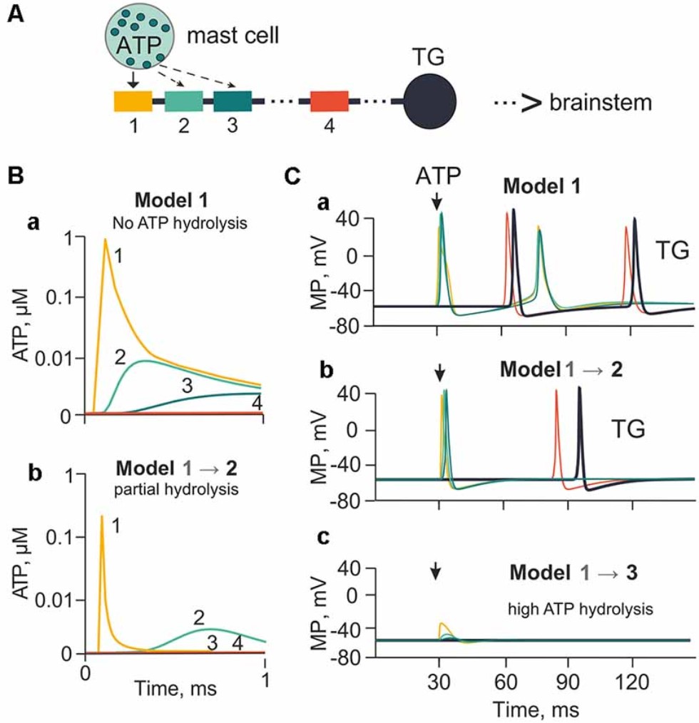 Научная статья от авторов из ИТИС о причинах мигрени вошла в топовый мировой сборник 'Выбор редакции по клеточной нейрофизиологии в 2021 году' Научная статья от авторов из ИТИС о причинах мигрени вошла в топовый мировой сборник 'Выбор редакции по клеточной нейрофизиологии в 2021 году'