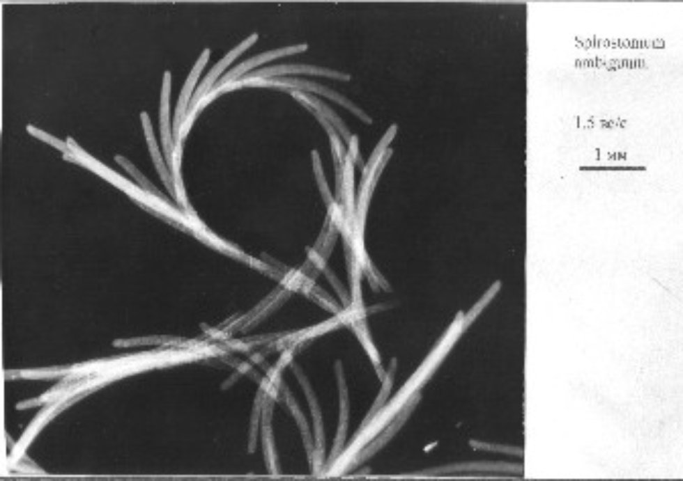 Исследование механизма работы сигнальных систем, управляющих активностью клеток Исследование механизма работы сигнальных систем, управляющих активностью клеток