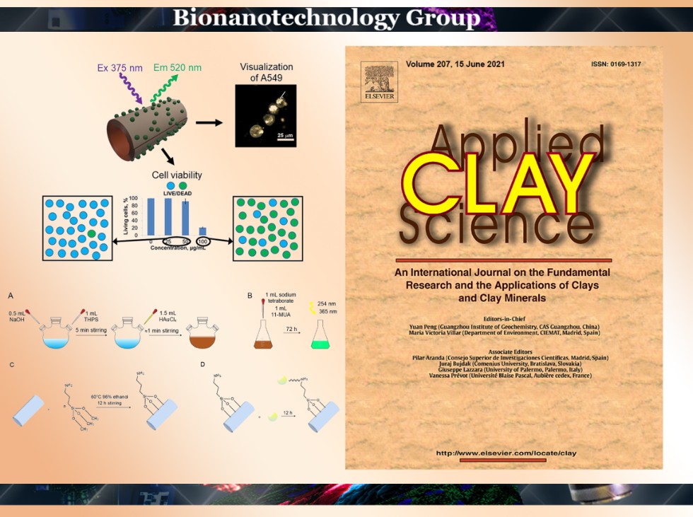The research group has developed a biocompatible nanocomposite based on a natural mineral and gold nanoclusters ,Nanoclay, gold nanoclusters, nanocomposites, confocal microscopy, MTT test, bioimaging