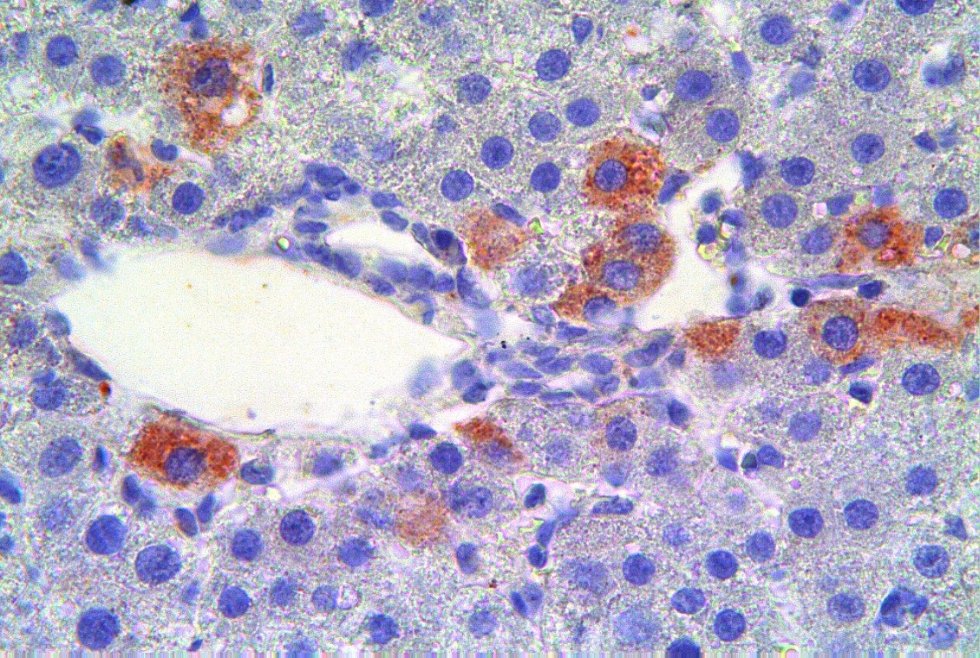The center of biomedical microscopy The center of biomedical microscopy