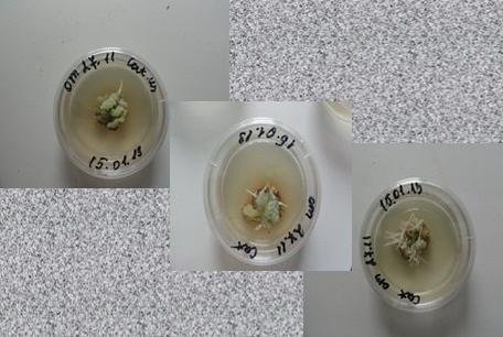 Kazan University researchers developed new unique method of microcloning atharanthus roseus