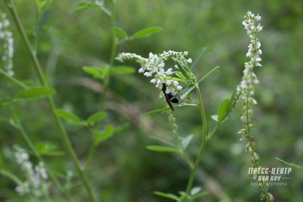 ����������� ����������� ����� � '����������'