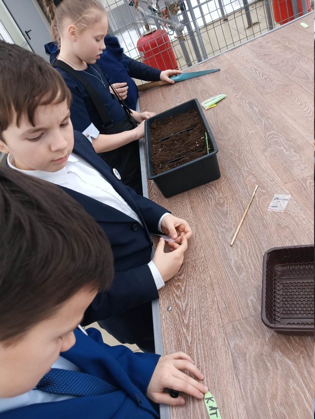 Катарантусы и нимфеи: школьники начали новый проект в теплице 'Университетской' школы Катарантусы и нимфеи: школьники начали новый проект в теплице 'Университетской' школы