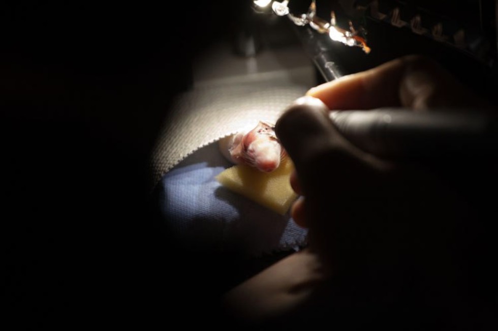 Научные исследования Научные исследования