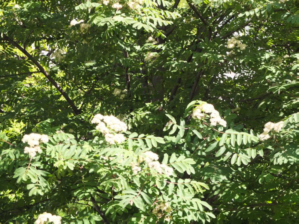 ������ ����. ���������� � �� �����������