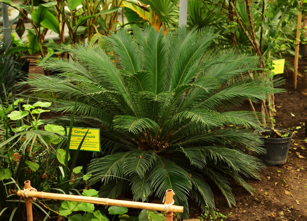 ���������� ��������