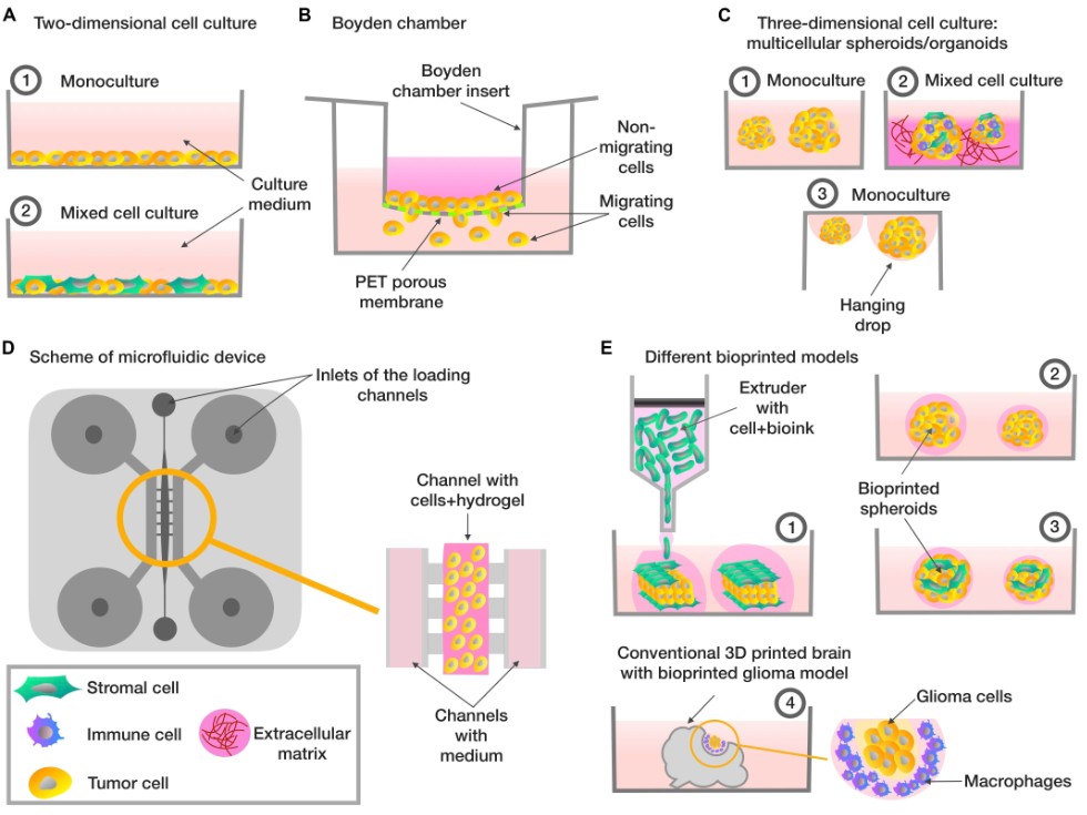 Cell-culture based test systems for anticancer drug screening ,IFMB, tumor, test system, cancer