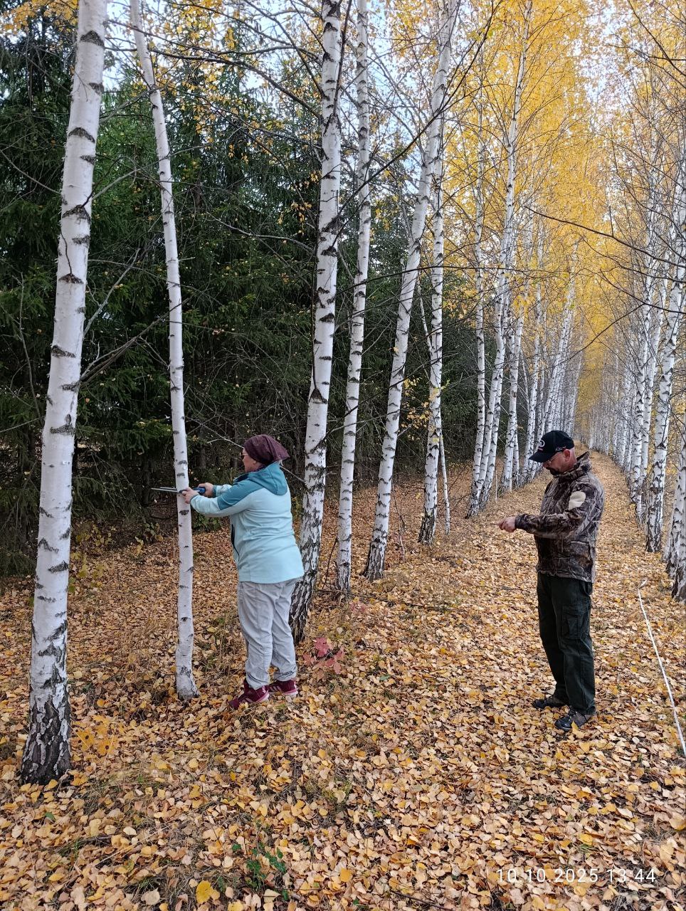 Оценка скорости прироста биомассы разновозрастных лесополос Оценка скорости прироста биомассы разновозрастных лесополос