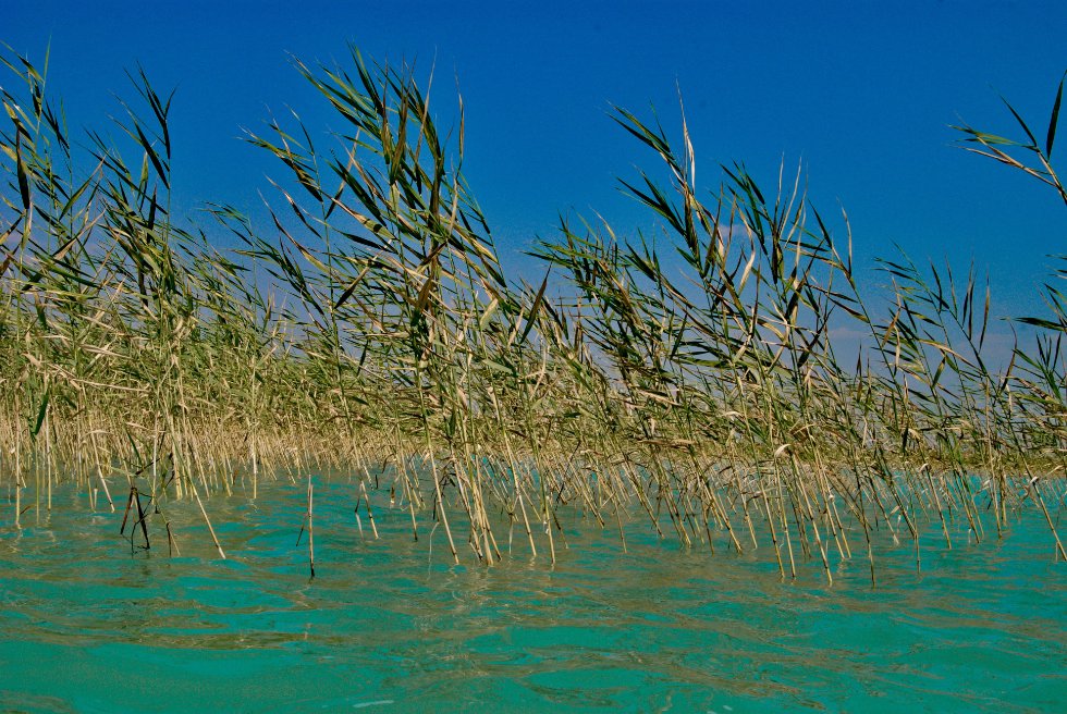 ����� ������