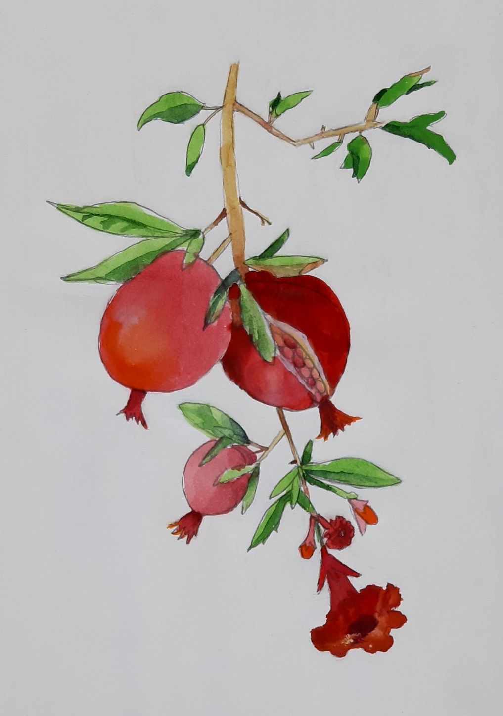 Итоги 1-го отборочного тура V-го республиканского конкурса детского рисунка в стиле ботанической живописи 'Калипсо' Итоги 1-го отборочного тура V-го республиканского конкурса детского рисунка в стиле ботанической живописи 'Калипсо'