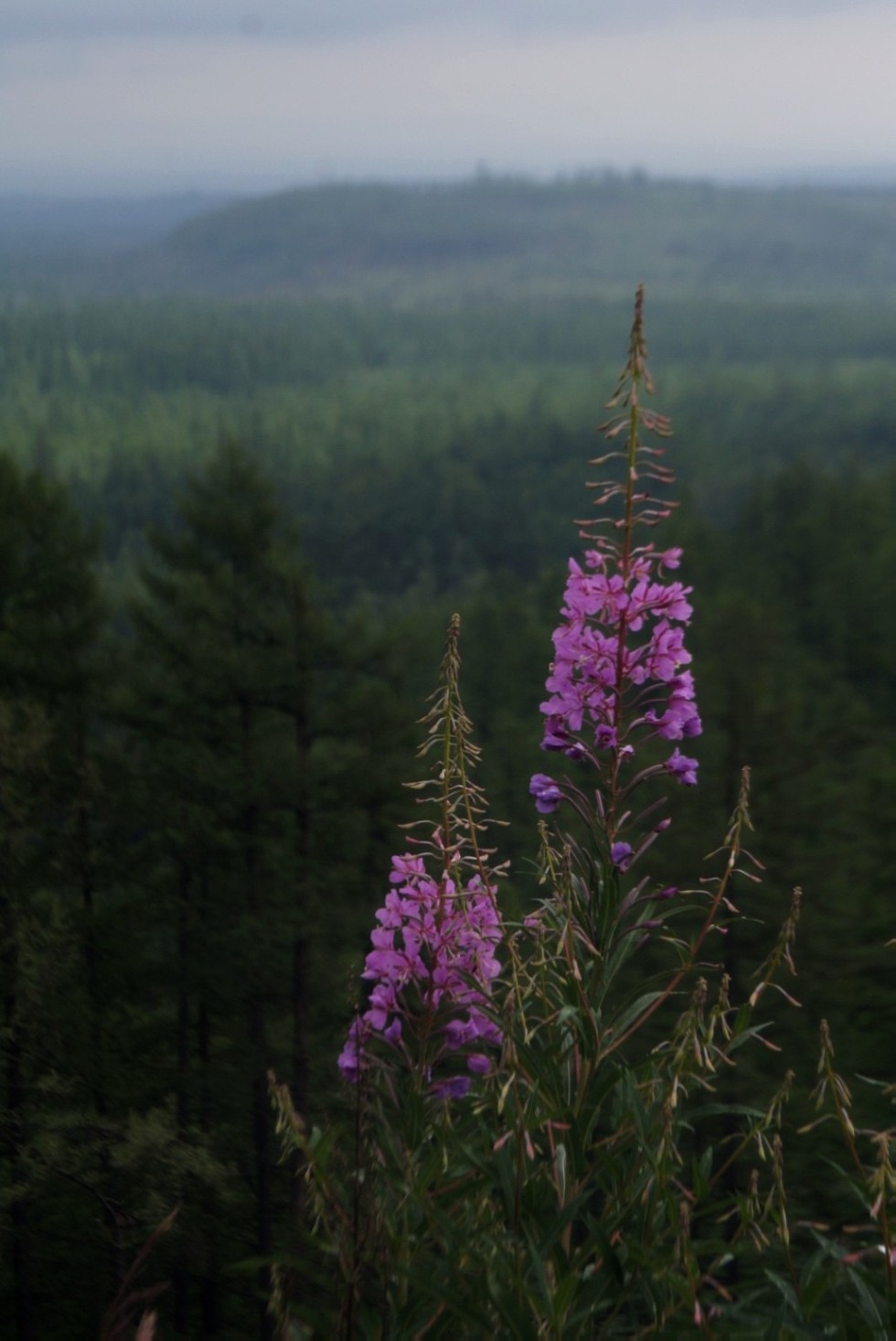 ��������� �����-������ ��������� ��������������� �������� � �������� ���������� ����� �������� ����� ������.